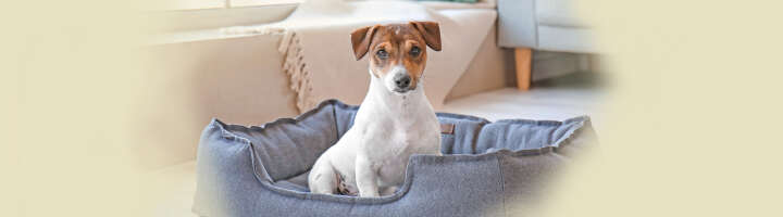 hundebett kategorieeinstiegsbanner hundebett kategorieeinstiegsbanner